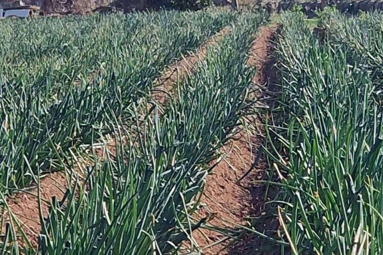 Calçots de cosecha propia de la mano de Cal Delaida