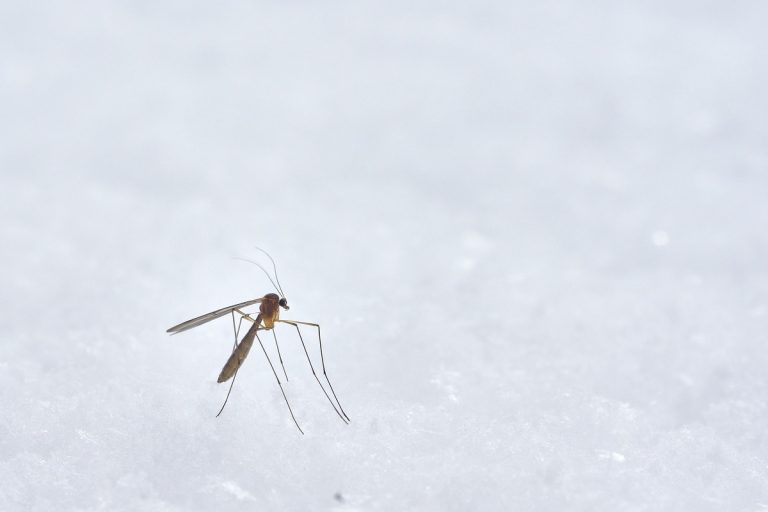 Cómo es el mantenimiento de las mosquiteras correderas en invierno
