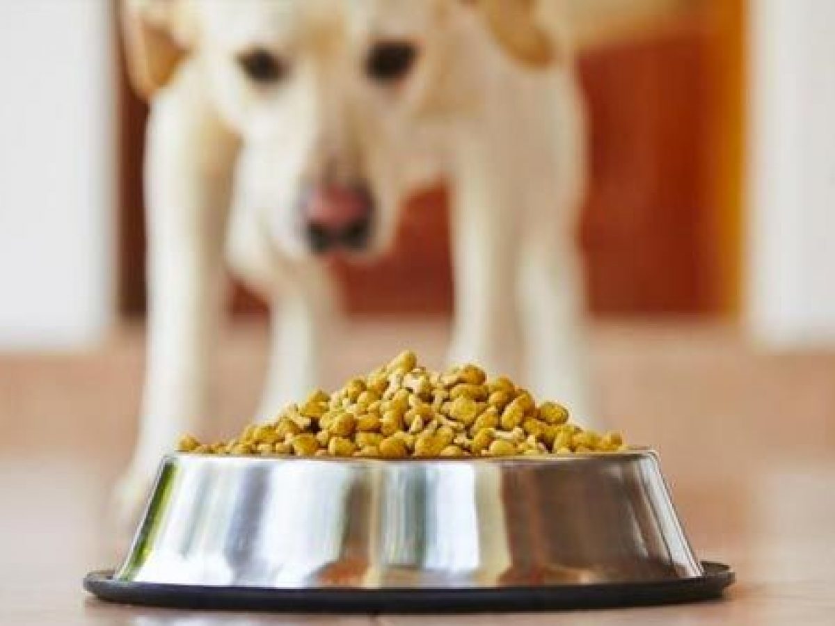Retirada de alimento para mascotas: 887 kilos por posible contaminación bacteriana y alertan de los lotes afectados 1 pienso contaminado bacterias