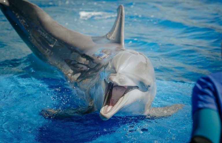 El Supremo tumba una demanda del Zoo de Madrid contra animalistas por denunciar supuesto maltrato a delfines
