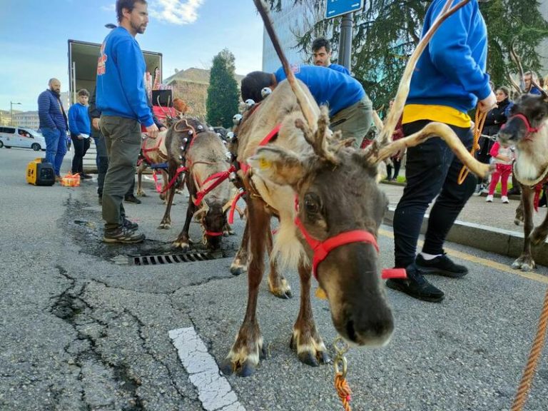 PACMA denuncia la presencia de renos en las cabalgatas de Navidad por 