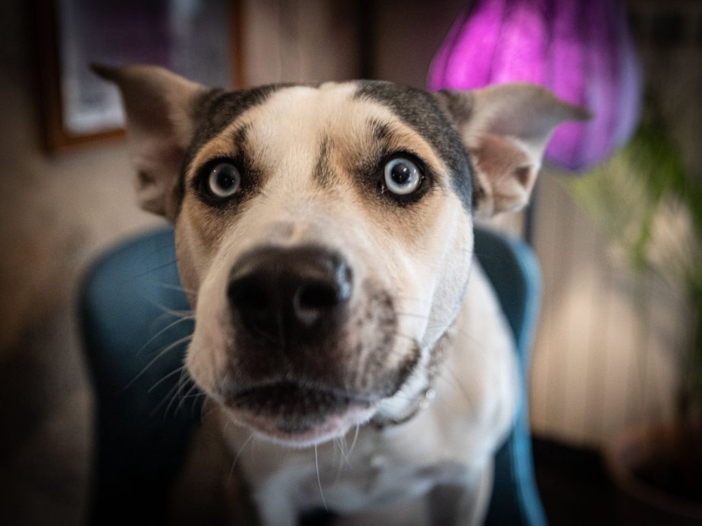 ¿Tu perro sufre con los fuegos artificiales? Así puedes protegerlo en Nochevieja 169 mascota