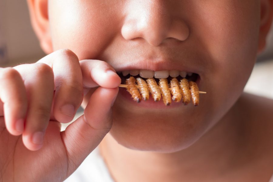 alimentacion
