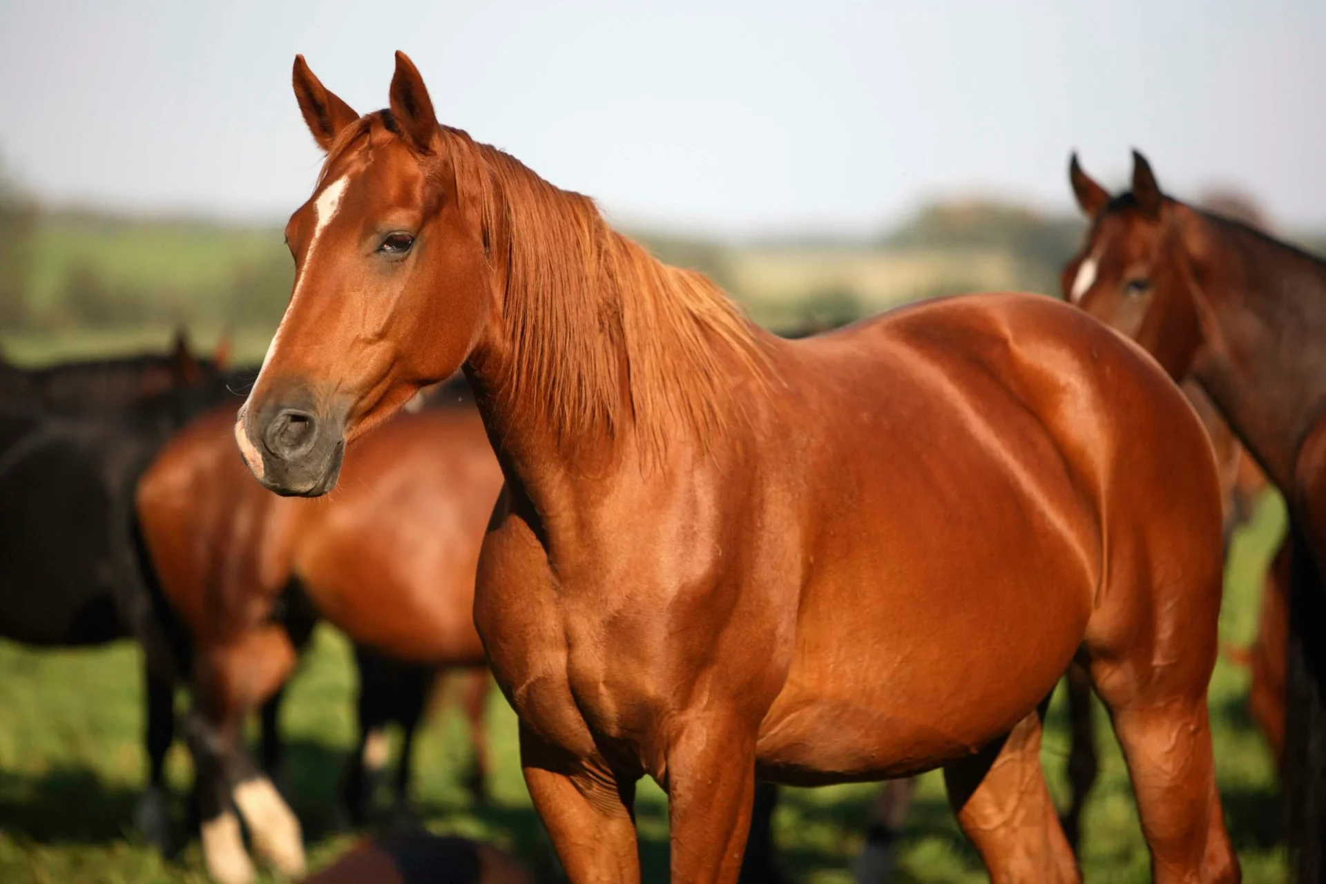 El desafío de mantener un caballo El regalo envenenado de Bertín Osborne a David Broncano
