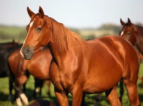 El desafío de mantener un caballo El regalo envenenado de Bertín Osborne a David Broncano