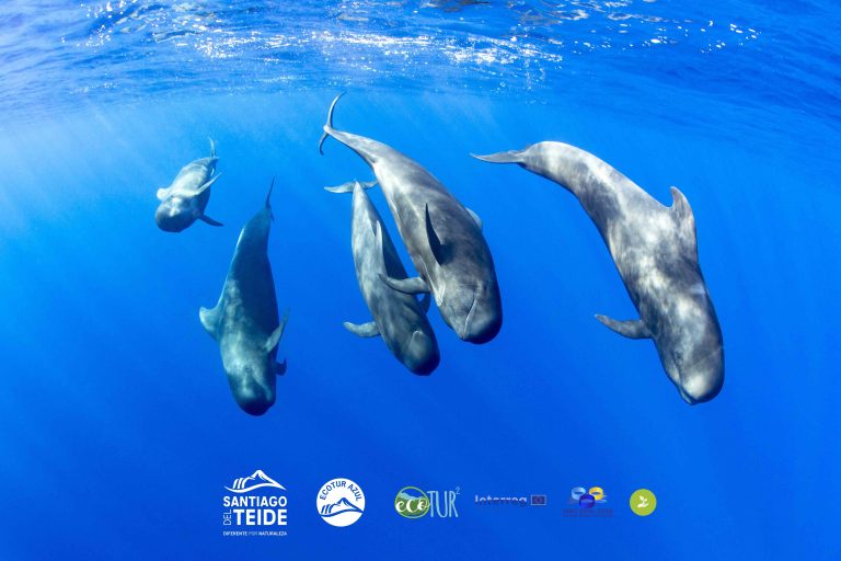 Santiago del Teide se reafirma como uno de los destinos mejor valorados para el avistamiento de cetáceos