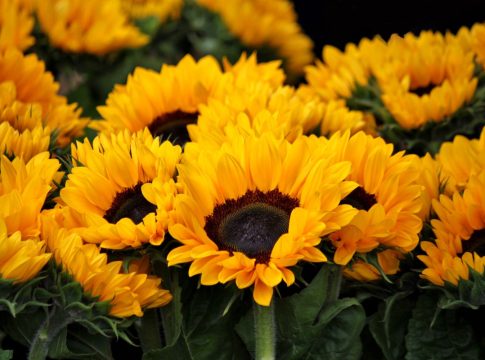 Por qué se regalan flores amarillas el 21 de septiembre también resulto muy buscada en Google Curiosidades