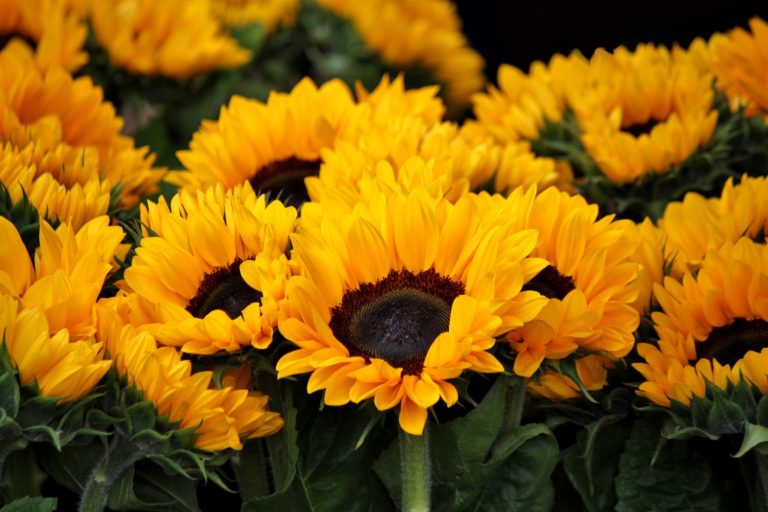 Vuelve el trend de regalar flores amarillas cada 21 de septiembre: las florerías no dan abasto