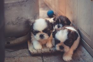 ¿Tu perro sufre con los fuegos artificiales? Así puedes protegerlo en Nochevieja