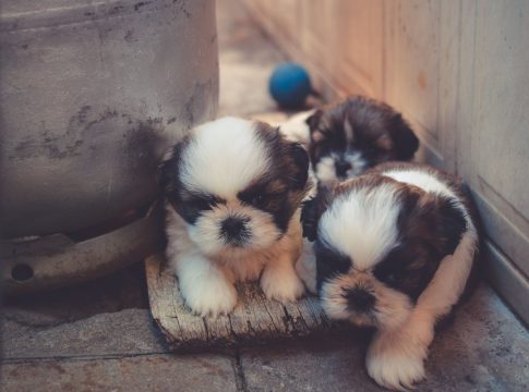 Proporciona seguridad a tu perro ¿Tu perro sufre con los fuegos artificiales? Así puedes protegerlo en Nochevieja