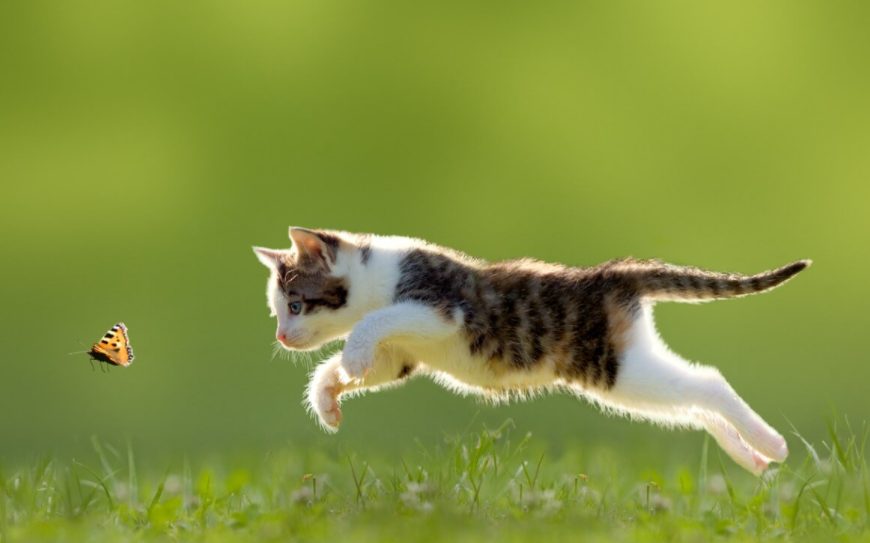 ¿Sabías que los gatos son una máquina de matar por todo lo que comen?