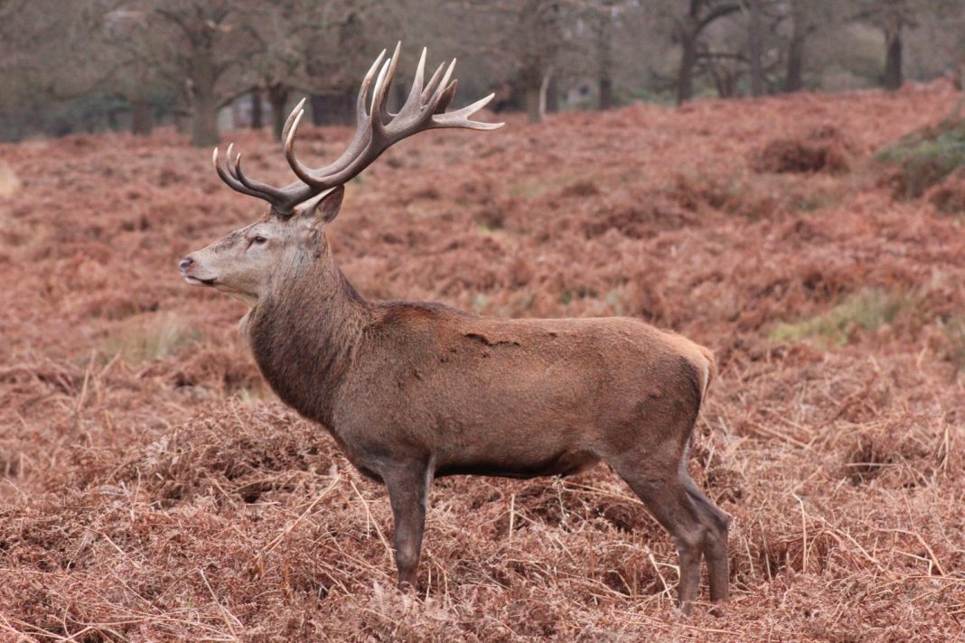 El virus zombi de los ciervos que podría afectar a los humanos