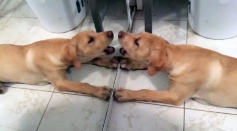 Solo unos pocos animales son capaces de reconocerse en el espejo: te contamos cuáles