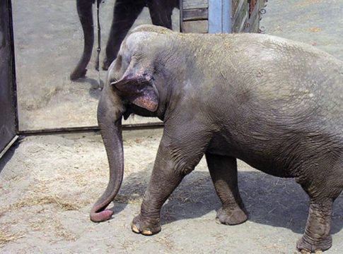 Solo unos pocos animales son capaces de reconocerse en el espejo te contamos cuáles(4) Solo unos pocos animales son capaces de reconocerse en el espejo te contamos cuáles