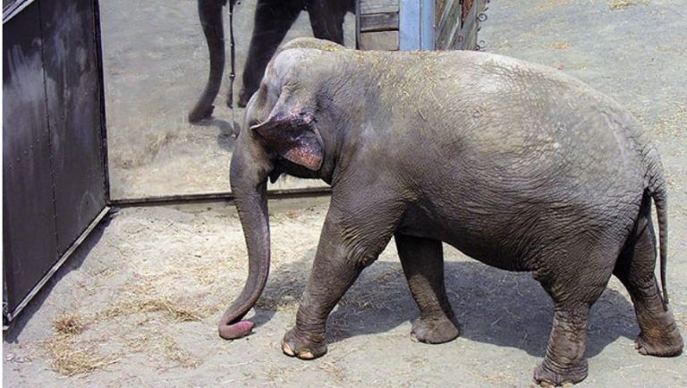 AADA destapa los riesgos de accidentes y zoonosis en zoos de España