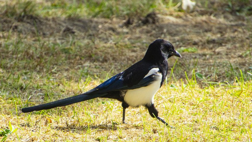 Solo unos pocos animales son capaces de reconocerse en el espejo te contamos cuáles