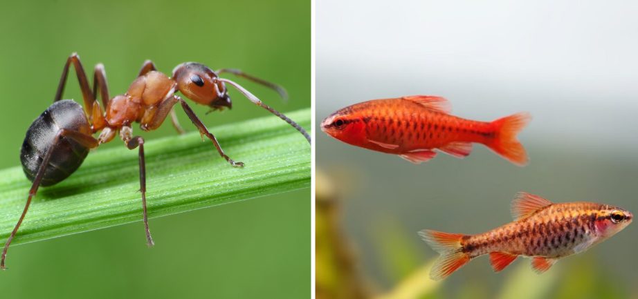 Hormigas y peces