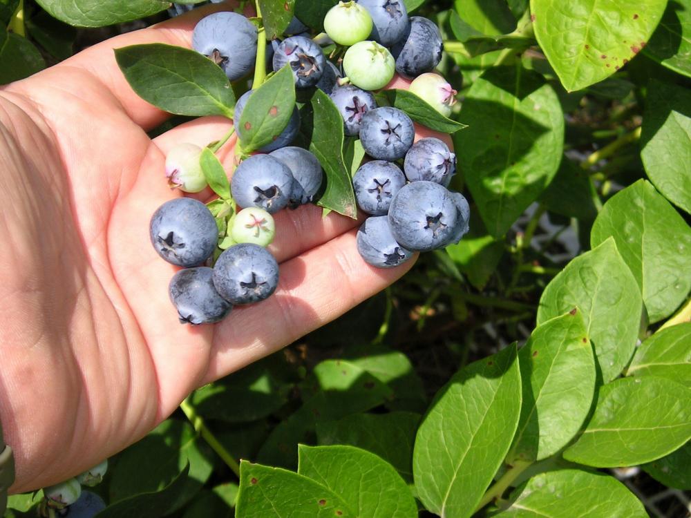 Transforma tu belleza naturalmente: Los increíbles beneficios de los arándanos 2 IMPULSO INTERNO, REFLEJO EXTERNO