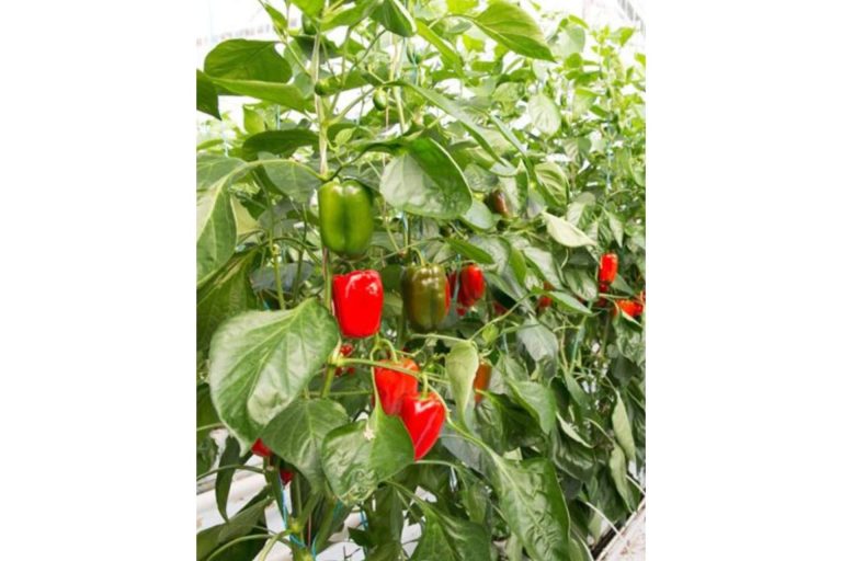 Pelemix ofrece consejos esenciales para el cultivo de hortalizas con bolsas de cultivo