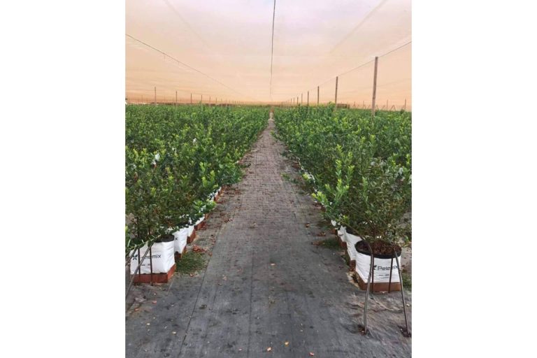 Cómo medir la conductividad eléctrica (CE) del sustrato de fibra de coco