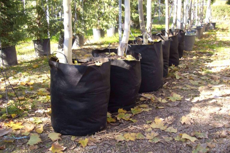 Los beneficios de los sacos de cultivo de Floratex para productores