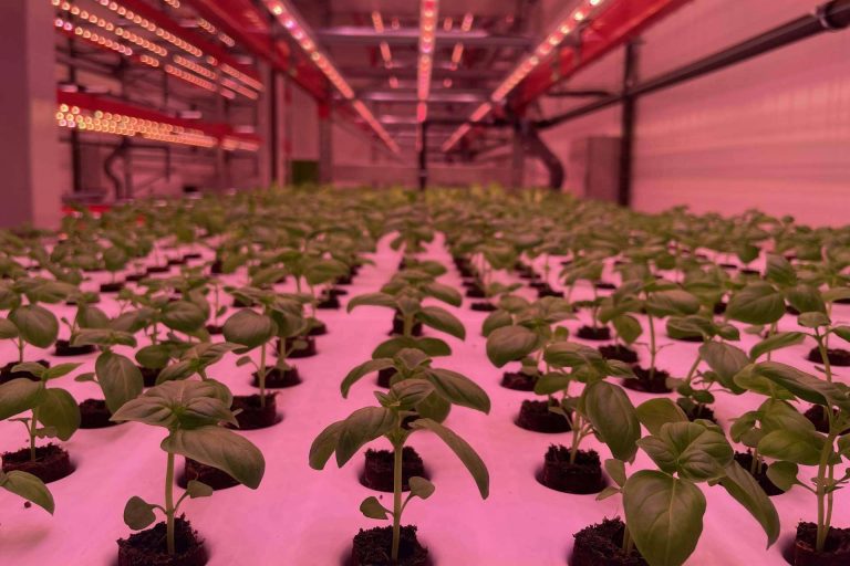 Para una producción de dióxido de carbono más sostenible, Néboda Farms adopta la unidad de captura directa de aire de Skytree