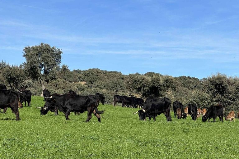 Descubriendo Razas Nostras