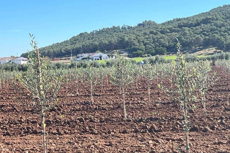Los olivos de Arbequina en secano, cultivo mecanizado y sostenible