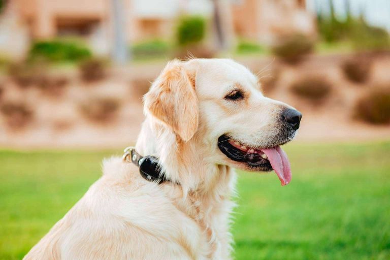 Las ventajas de un localizador GPS para proteger el coche, la moto, el equipaje o a los seres queridos y mascotas