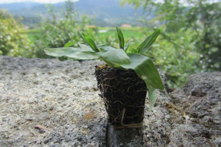 Gramigreen, especialistas en producir césped, gramón para jardines