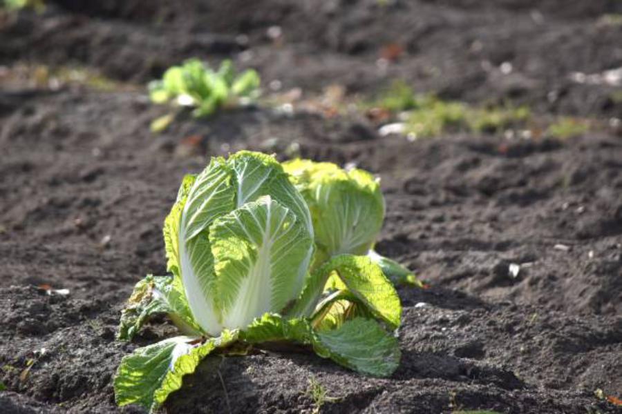Este superalimento chino no hace falta cocinarlo, es saludable y lo puedes comprar en Carrefour 50 Del jardín a la mesa: orígenes y variedades del superalimento