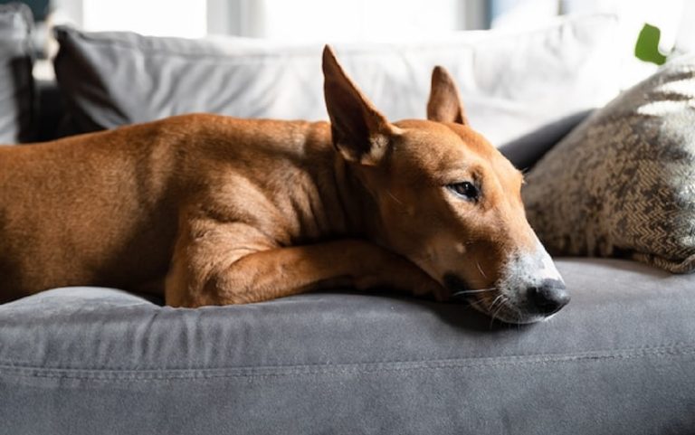 Música relajante para perros: beneficios y recomendaciones