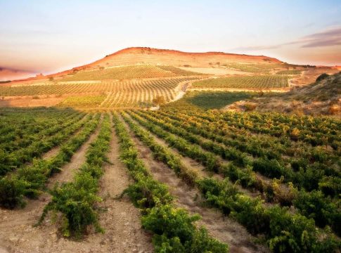 ruta vino vinos españoles