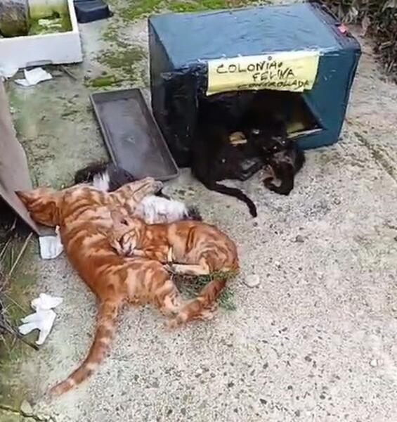 Pacma denuncia el envenenamiento masivo de una colonia con más de 40 gatos en La Carlota (Córdoba)