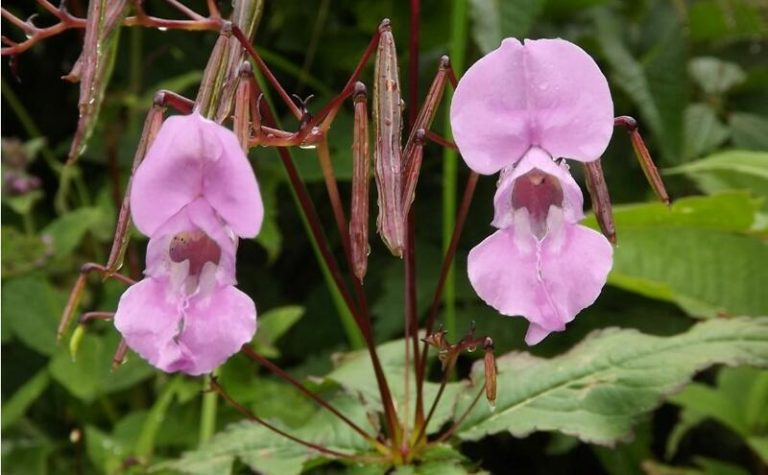 Crean la primera base de datos sobre los impactos de las plantas invasoras en Europa