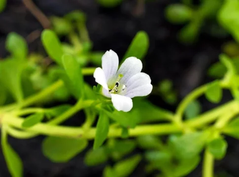 BACOPA MONNIERI La planta medicinal que estimula la memoria: los beneficios de la bacopa que tienen las cápsulas de Deliplus