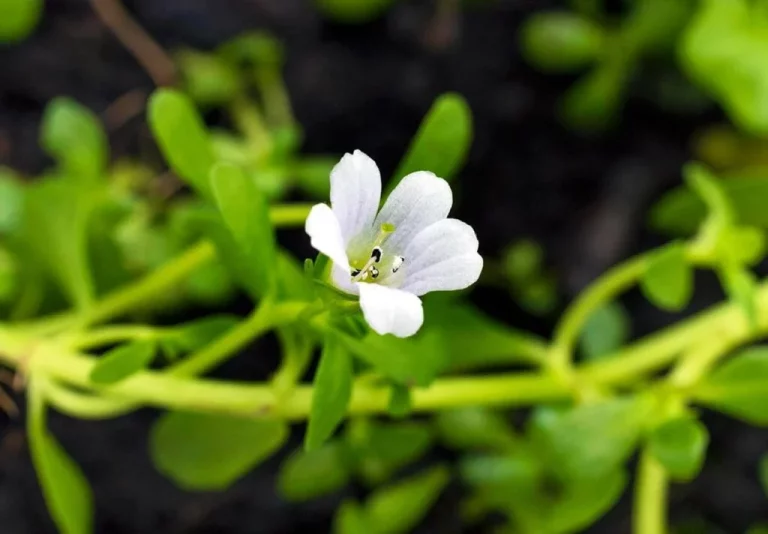 La planta medicinal que estimula la memoria: los beneficios de la bacopa que tienen las cápsulas de Deliplus