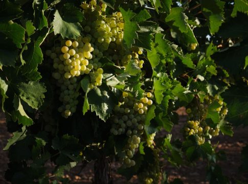 La situación de la sequía ha puesto en riesgo varios sectores catalanes, incluyendo la producción de vino y cava