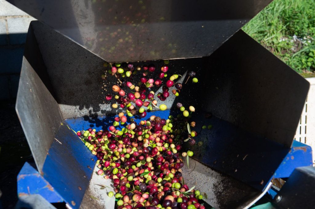 EuropaPress 5598732 molienda batido almazara tradicional gata caceres 24 noviembre 2023 caceres