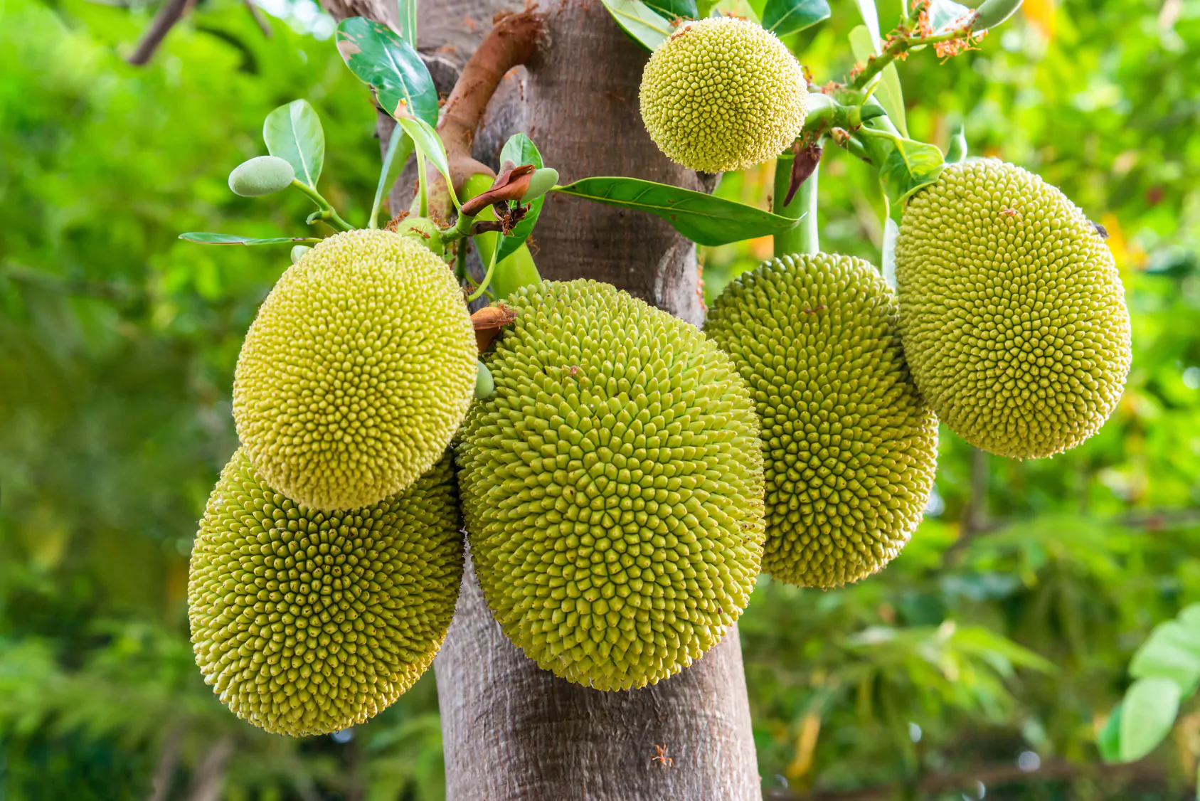 DEL ÁRBOL AL PLATO: CREATIVIDAD CULINARIA