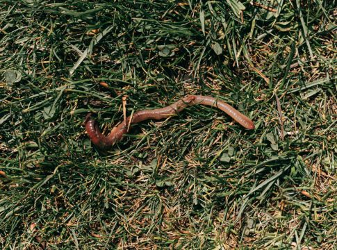 La dieta de la lombriz solitaria Estas son las 5 cosas más extrañas que se han hecho para “bajar de peso”, ¡seguro no las conoces!