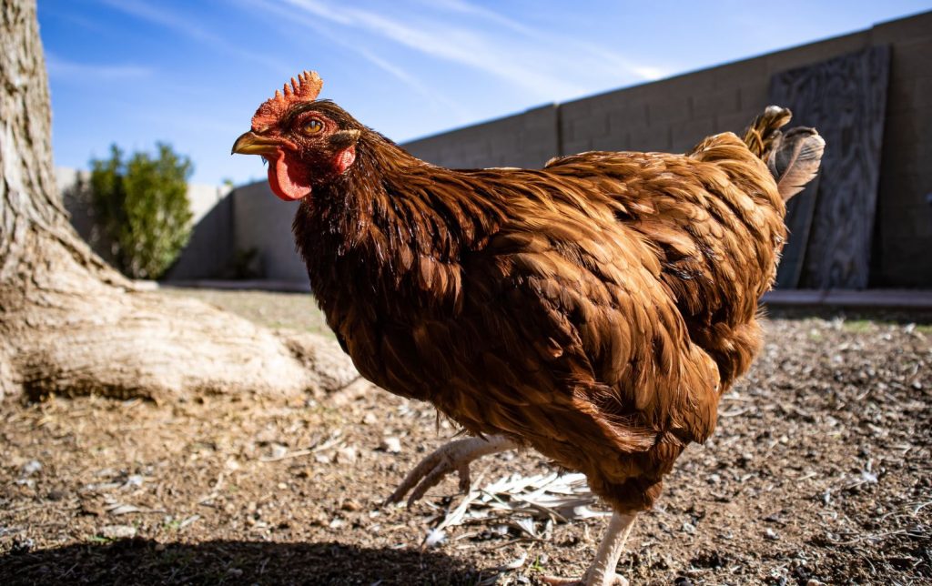 Por qué debería importante que haya muerto la gallina más vieja del mundo 112 mascota