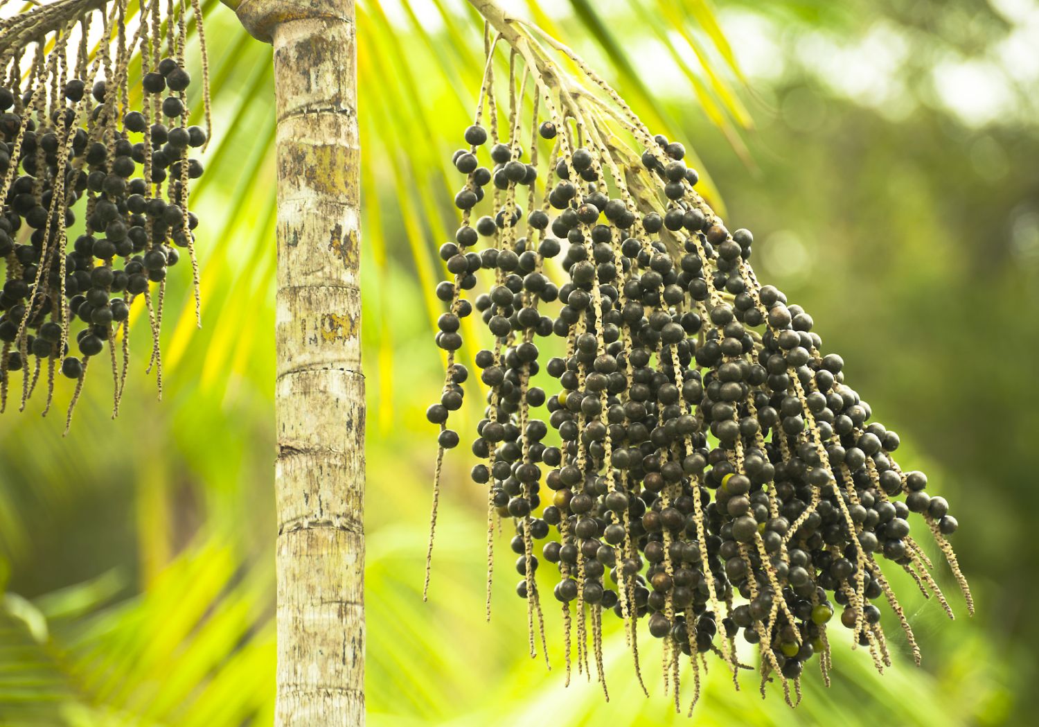 UNA TRAVESÍA DEL AMAZONAS A TU DESPENSA