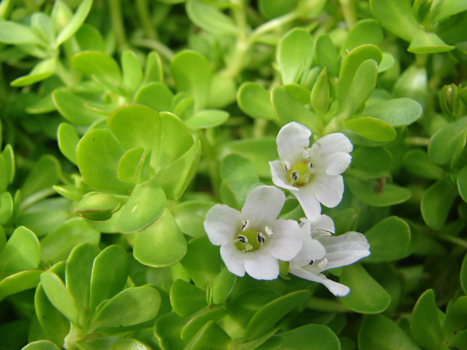 La planta medicinal que estimula la memoria: los beneficios de la bacopa que tienen las cápsulas de Deliplus 3 ENTRE LA TRADICIÓN Y LA INNOVACIÓN: OTROS USOS DE LA BACOPA