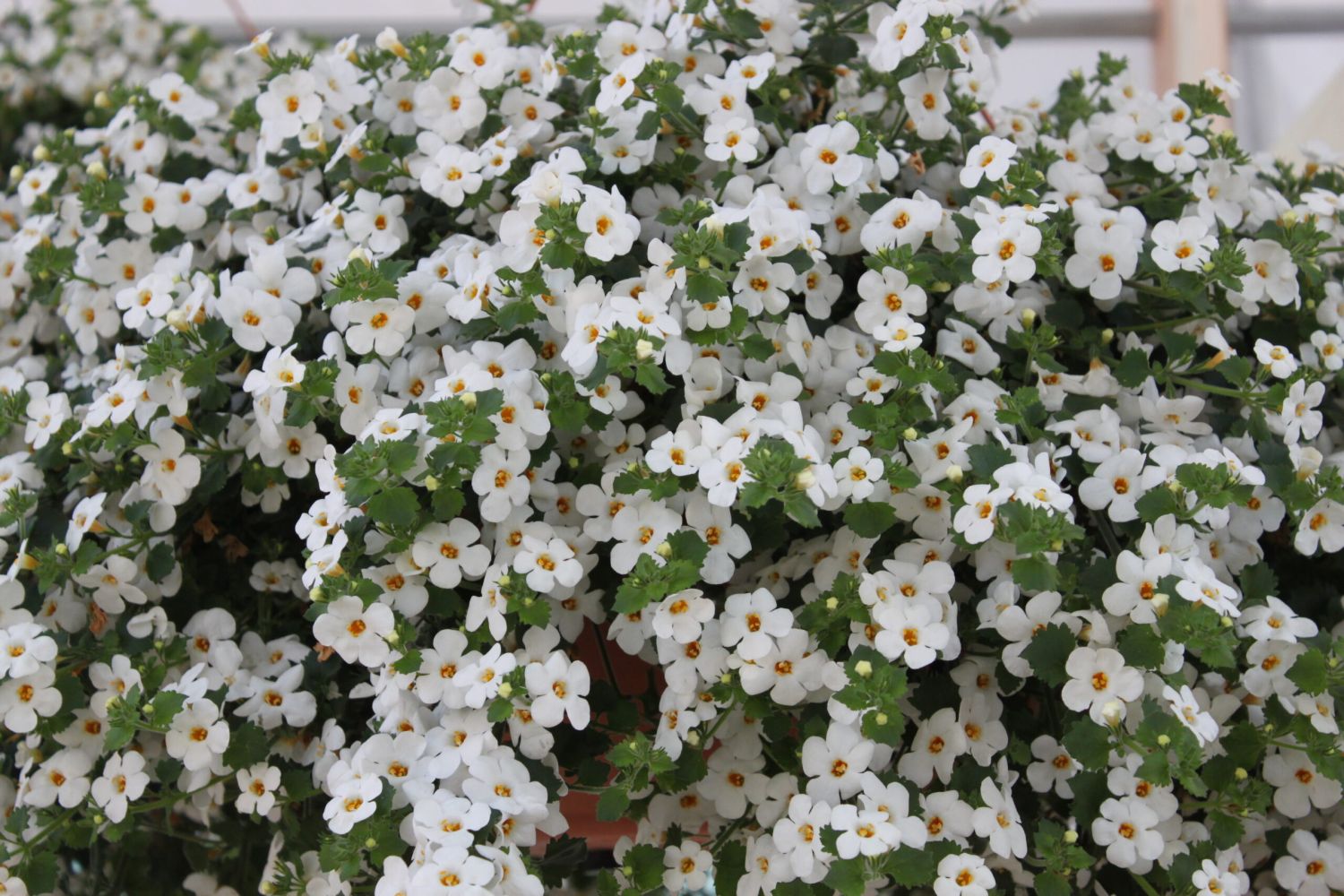 La planta medicinal que estimula la memoria: los beneficios de la bacopa que tienen las cápsulas de Deliplus 1 UNA PANACEA ANCESTRAL: CONOCIENDO LA BACOPA MONNIERI