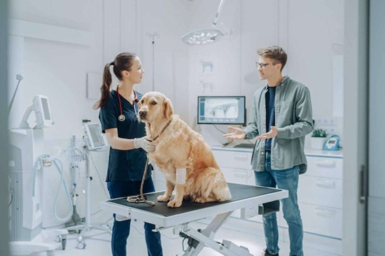 Descubrir cómo se puede transformar una clínica veterinaria en un referente del sector