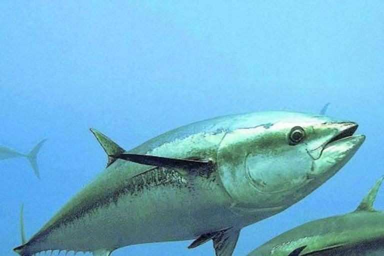 La gran notoriedad y éxito de las jornadas de marcaje en el Scientific Angler Tagging Tour