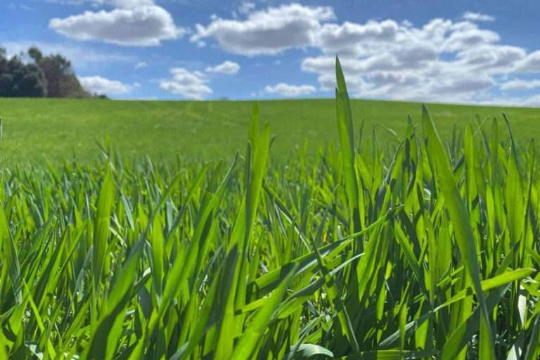 El lanzamiento del estimulador de raíces Upper-Active de Upper Nutrients que ofrece un 70% más de sistema radicular