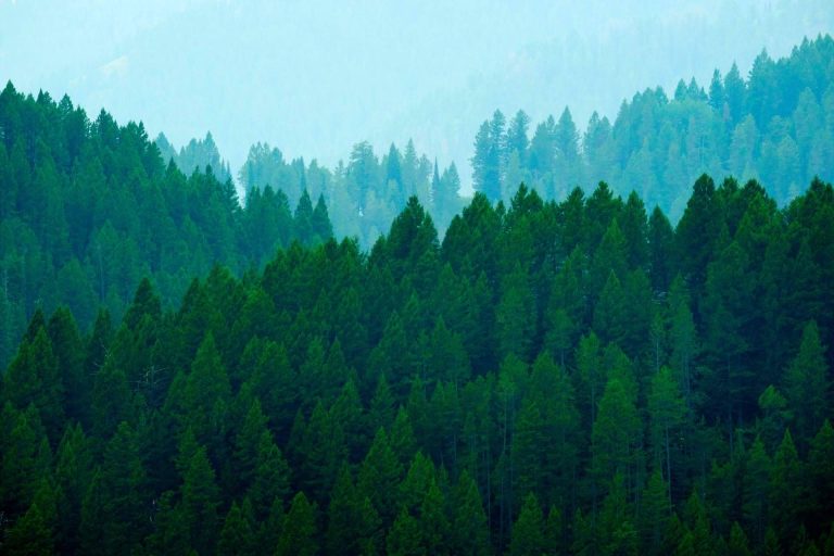 El papel en la transición hacia una industria de papel más sostenible y responsable en todo el mundo de SouthHemp