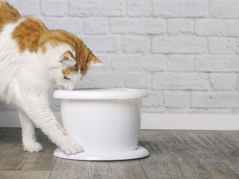 Can Xana ofrece alimentación para gatos